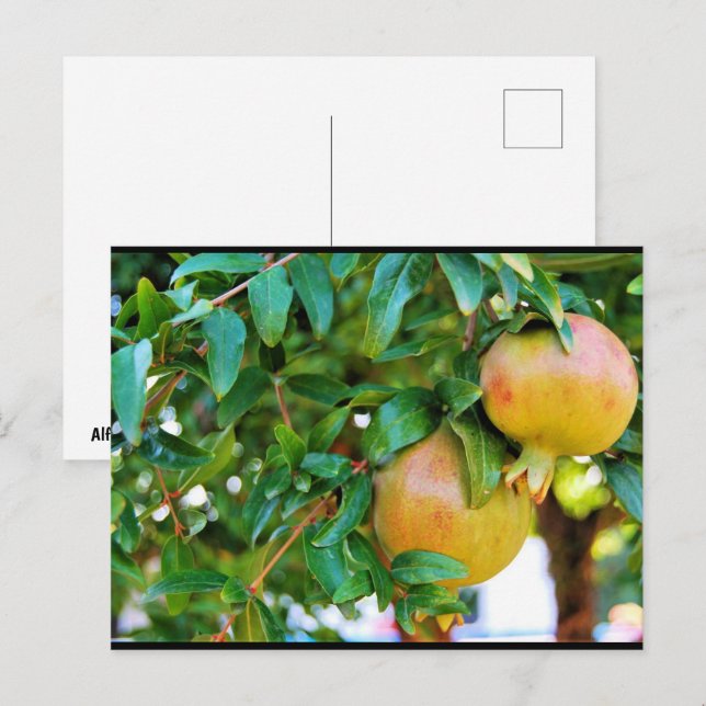 Postal Granadas de Otoño (Anverso / Reverso)