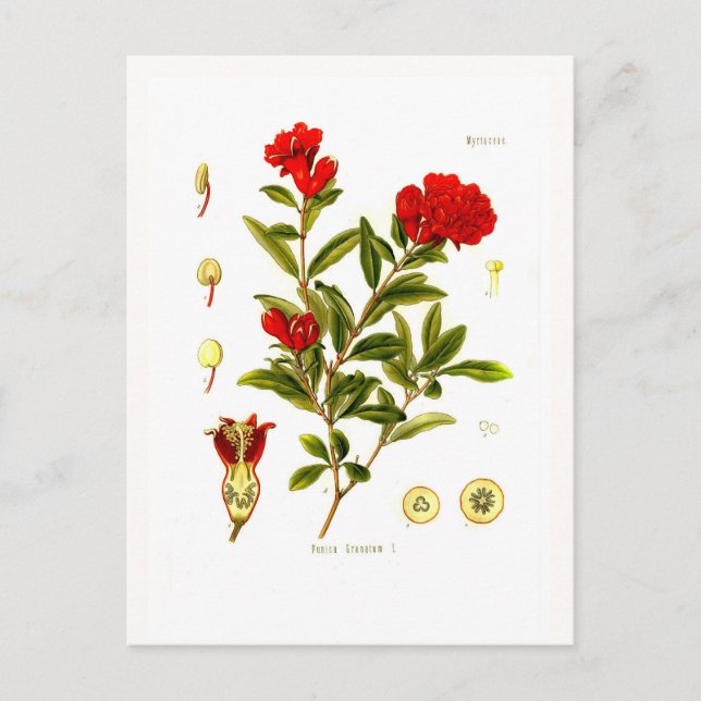 Postal Granata de Punica (granado de grano) (Anverso)