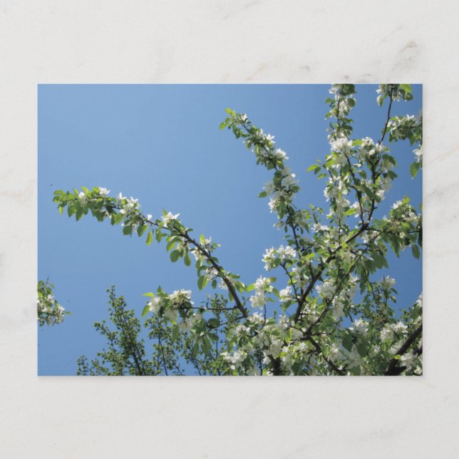 Postal Grand Hotel, Isla Mackinac, Mich. (Anverso)