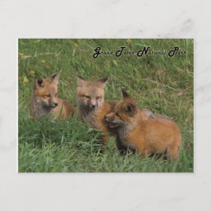 Postal Grand Teton National Park Fox Kits