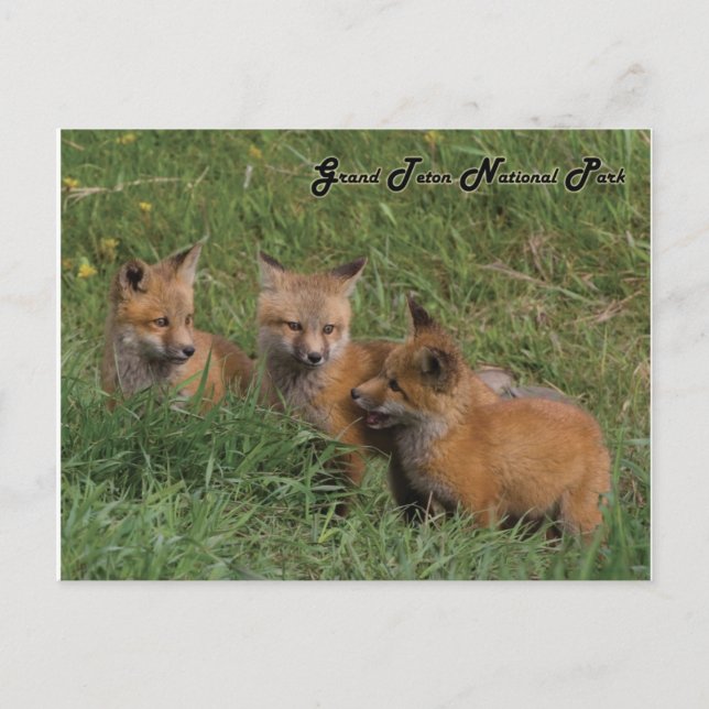 Postal Grand Teton National Park Fox Kits (Anverso)