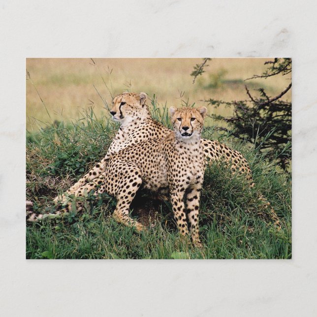 Postal Grandes Felinos - 13 (Anverso)