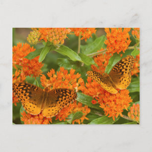 Postal Grandes fritillaries manchadas en algodoncillo de 
