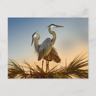 Postal Grandes garzas azules al amanecer