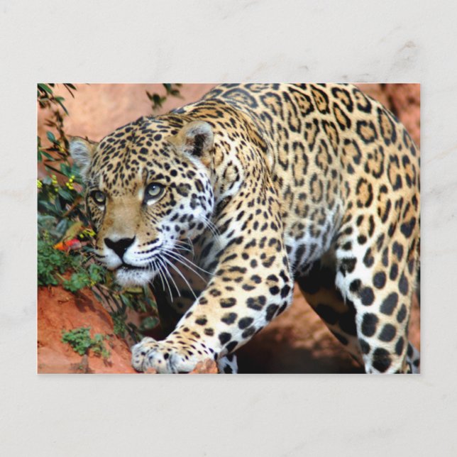 Postal Grandes gatos - 10 (Anverso)