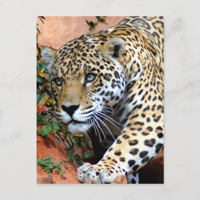 Postal Grandes gatos - 10 (Anverso)