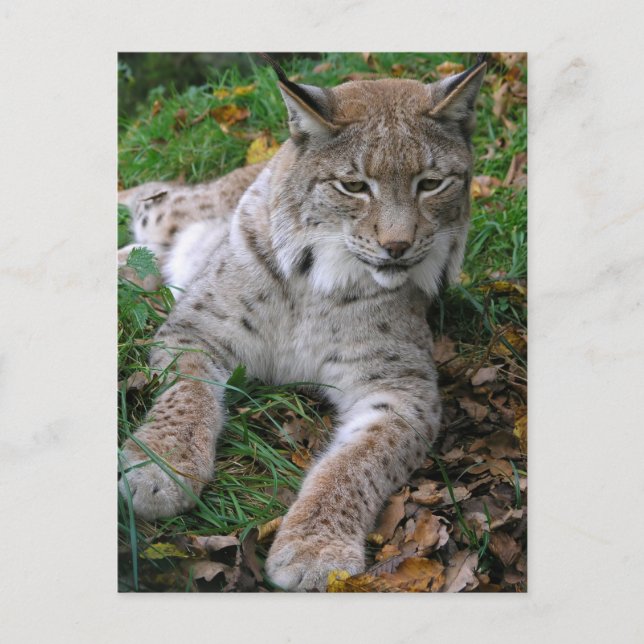 Postal Grandes gatos - 11 (Anverso)