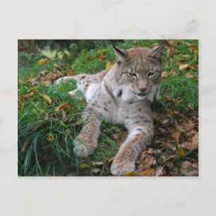 Postal Grandes gatos - 11