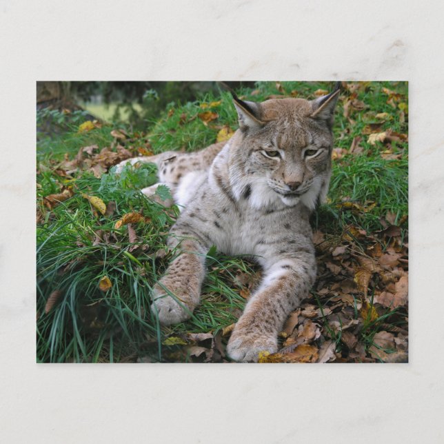 Postal Grandes gatos - 11 (Anverso)