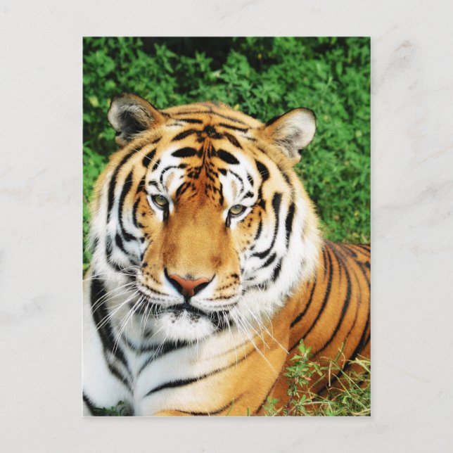 Postal Grandes gatos - 12 (Anverso)
