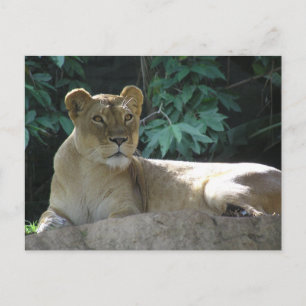 Postal Grandes gatos - 2