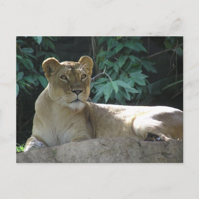 Postal Grandes gatos - 2 (Anverso)
