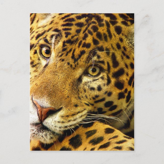 Postal Grandes gatos - 3 (Anverso)