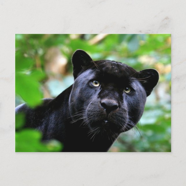 Postal Grandes gatos - 4 (Anverso)