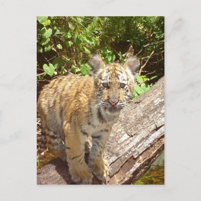 Postal Grandes gatos - 5 (Anverso)