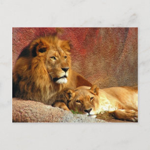 Postal Grandes gatos - 6