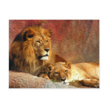 Grandes gatos - 6