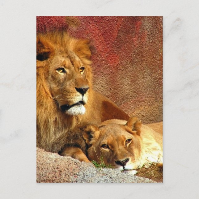 Postal Grandes gatos - 6 (Anverso)