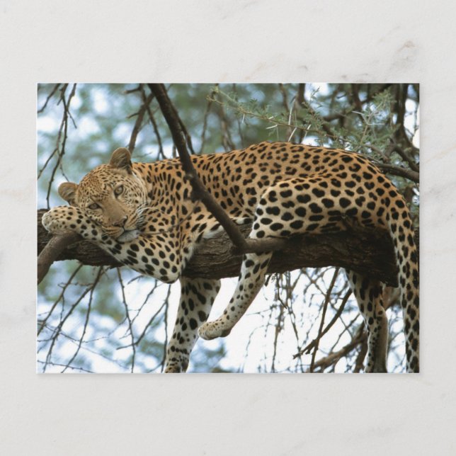 Postal Grandes gatos - 7 (Anverso)