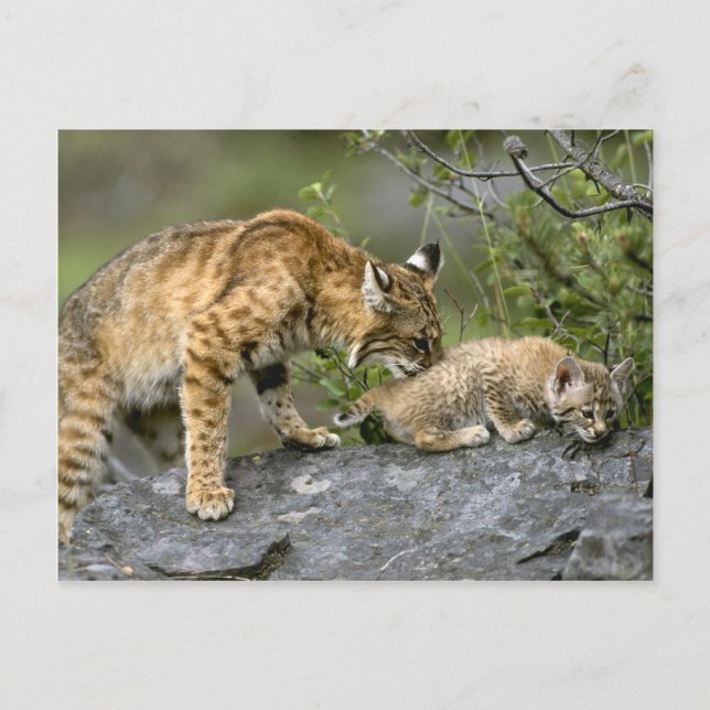 Postal Grandes gatos - 9 (Anverso)