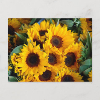 Postal Grandes girasoles gigantes