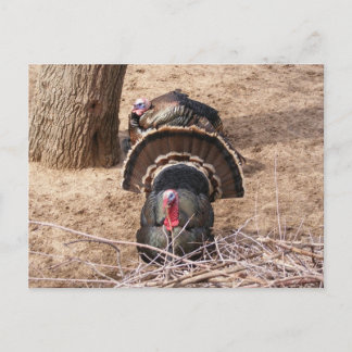 Postal ¡Grandes Gobblers!
