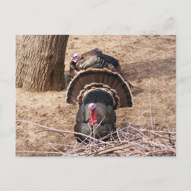 Postal ¡Grandes Gobblers! (Anverso)