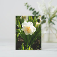 Grandes narcisos blancos en un día de primavera