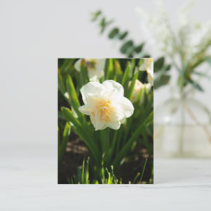 Postal Grandes narcisos blancos en un día de primavera