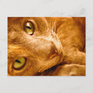 Postal Grandes Verdes