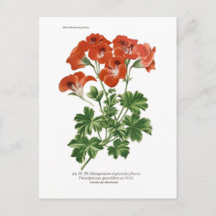 Postal Grandifloro de Pelargonio