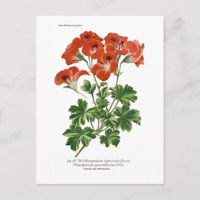 Postal Grandifloro de Pelargonio (Anverso)