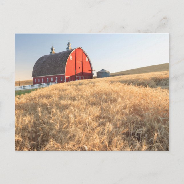 Postal Granero, campos de trigo de verano cerca de Spragu (Anverso)