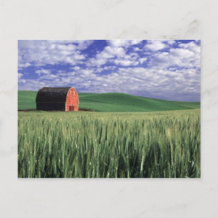 Postal Granero rojo en campo de trigo y cebada en Whitman