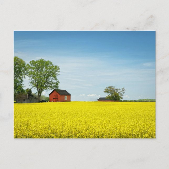 Postal Granero Rojo Vigilando un Campo de Canola (Anverso)