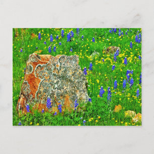 Postal Granito y flores silvestres en Willow City Loop