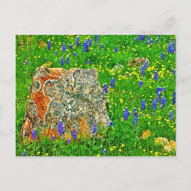 Postal Granito y flores silvestres en Willow City Loop (Anverso)