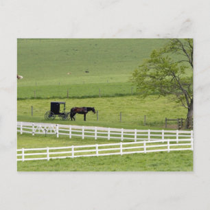 Postal Granja Amish con caballo y carruaje cerca de Berlí