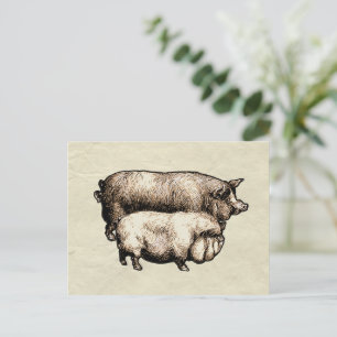 Postal Granja Antigüa Cerdo País Antigüedad Ganado