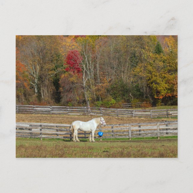 Postal Granja de caballos de otoño (Anverso)