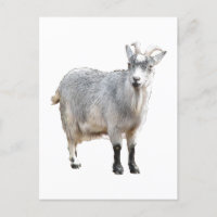 Granja de cabra gris animal, fotografía de natural