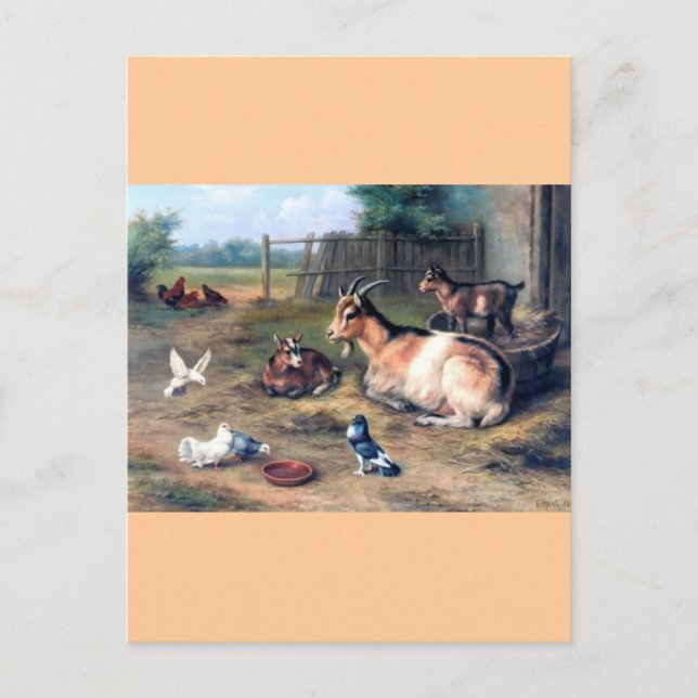 Postal Granja de cabra niños palomas (Anverso)