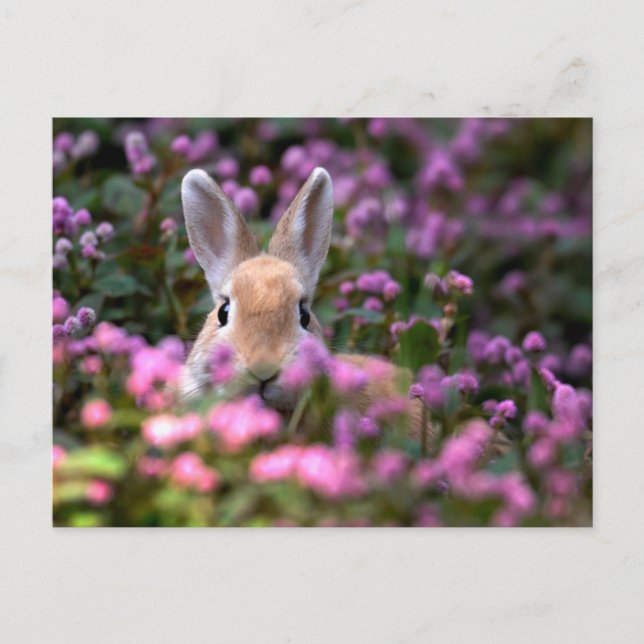 Postal Granja de conejo (Anverso)