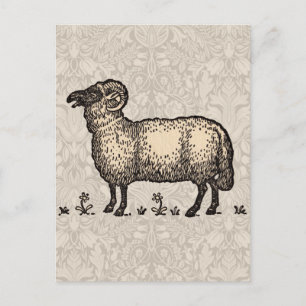 Postal Granja de cordero de ovino Vintage