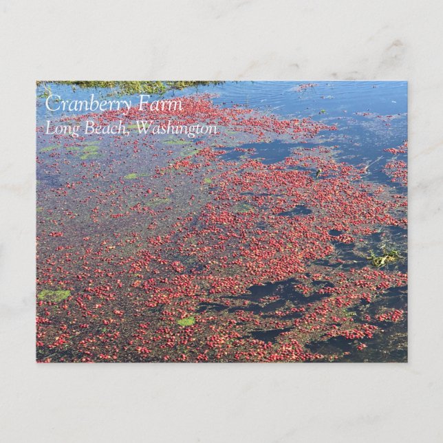 Postal Granja de Cranberry, Long Beach, Washington (Anverso)