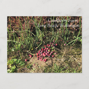 Postal Granja de Cranberry, Long Beach, Washington