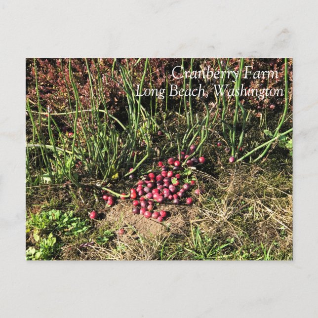 Postal Granja de Cranberry, Long Beach, Washington (Anverso)