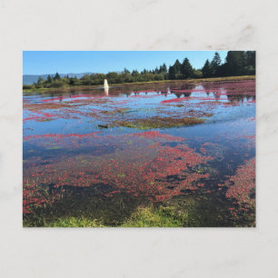 Postal Granja de Cranberry, Long Beach, Washington