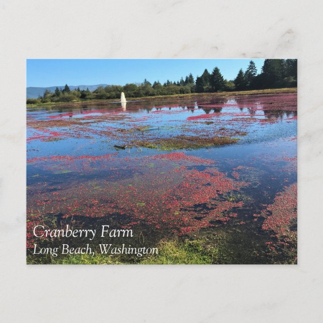 Postal Granja de Cranberry, Long Beach, Washington (Anverso)
