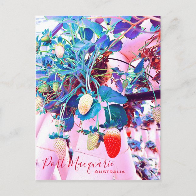 Postal Granja de fresa Port Macquarie Australia (Anverso)